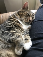 Machiavellian Misbehaviour- the Excellent Cats Deny Everything