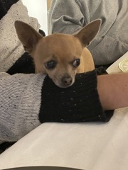 Please tell me about your chihuahua, the good and the bad!