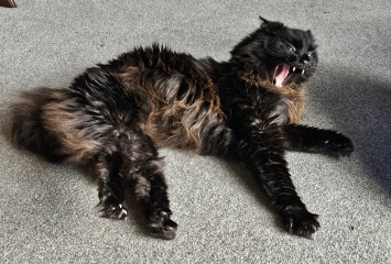 The One where TC moved to Scotland and joined the Excellent Cats