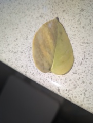 Help! Tradescantia