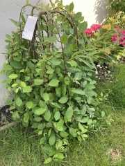 Pussy willow advice