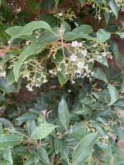 Plant ID?