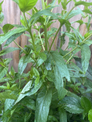 Can anyone identify this plant?