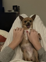 Please tell me about your chihuahua, the good and the bad!