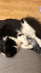 Do you speak 'cat'?