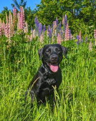 Puppy Survival Thread for New and Old Pups - Spring is around the corner!