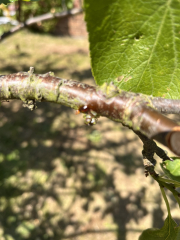 Can anyone please help with this tree?