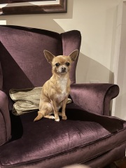 Please tell me about your chihuahua, the good and the bad!