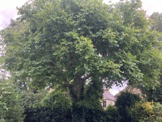 What to plant in shady tree covered area