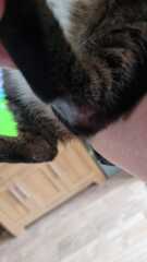 Bald spots on indoor cat