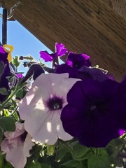 Sunshine, Flowers & Weddings ~ June Flylady thread