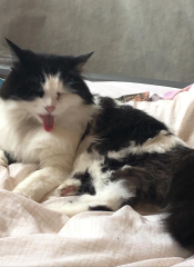 Do you speak 'cat'?