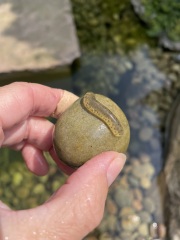 What’s this in my pond?