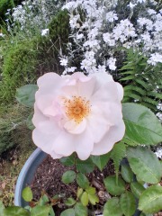 What have you done in the garden today? Part 5