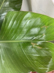 Bird of Paradise Trouble