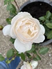 What have you done in the garden today? Part 5