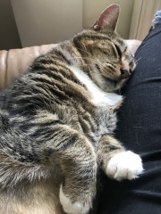 Machiavellian Misbehaviour- the Excellent Cats Deny Everything