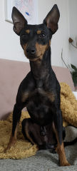 Then and Now - Your Puppy to Adult Dog Photos