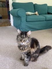 Smell of cat food - any tips? (Gratuitous cat pics attached)