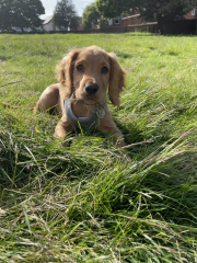 Puppy Survival Thread for New and Old Pups - Spring is around the corner!