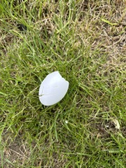 What are these eggs?