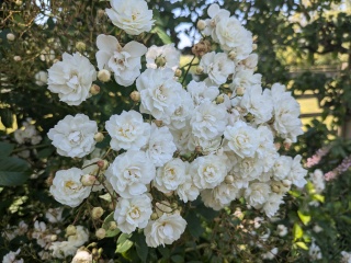 Identify this White Rose!