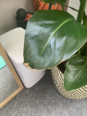 Help with my Birds Of Paradise