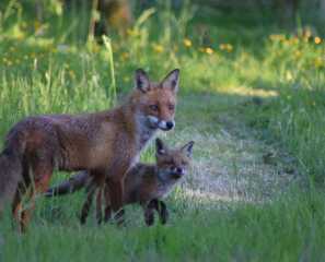 How do I get this fox to fuck off?!