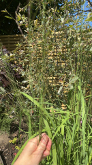 What is this plant?