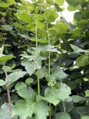 Identify this plant please