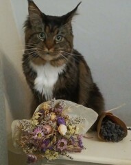 Come and tell me your dull and unexciting news 30: Calmly through the day