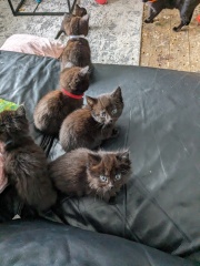 Foster and brand new babies