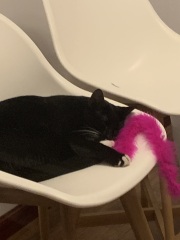 Thread 52 Sunak: The Final Countdown