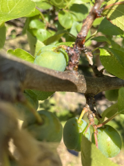 Can anyone please help with this tree?