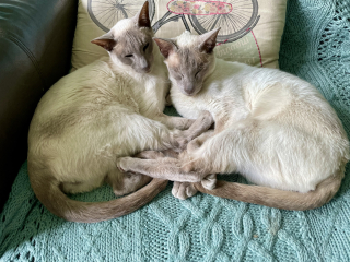 The One where TC moved to Scotland and joined the Excellent Cats