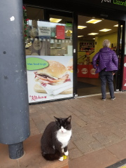 The One where TC moved to Scotland and joined the Excellent Cats