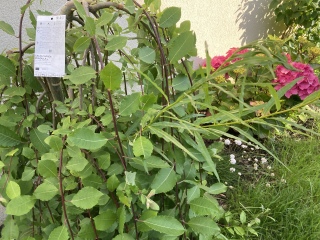 Pussy willow advice