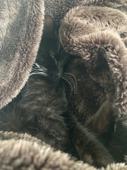 Do you speak 'cat'?