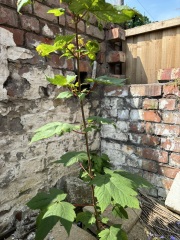 What is this plant?