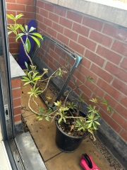 Help with rescued plant