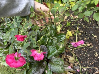 Spindly DA rose