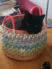 Recommend me options for a cat that wees a lot please :)