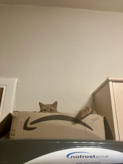 New (first) cat - what sort of bed?