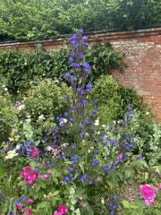 Mottisfont Abbey plant id