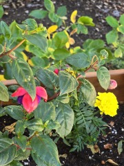Sunshine, Flowers & Weddings ~ June Flylady thread