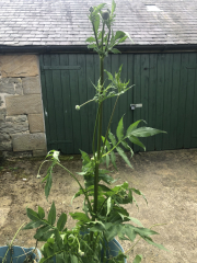 What have you done in the garden today? Part 5