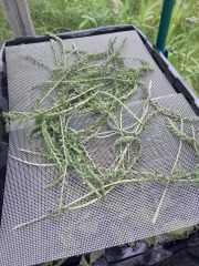 Any Witches here? Part 20