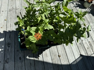 Come and tell me your dull and unexciting news 30: Calmly through the day