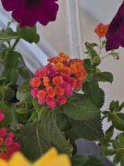 Sunshine, Flowers & Weddings ~ June Flylady thread