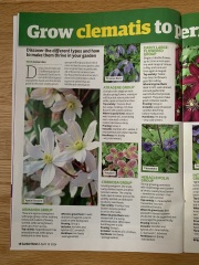 Where do you cut back to on a dying clematis Montana?